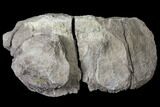 Partial Unprepared Fossil Sauropod Dorsal Vertebra - Colorado #119898-3